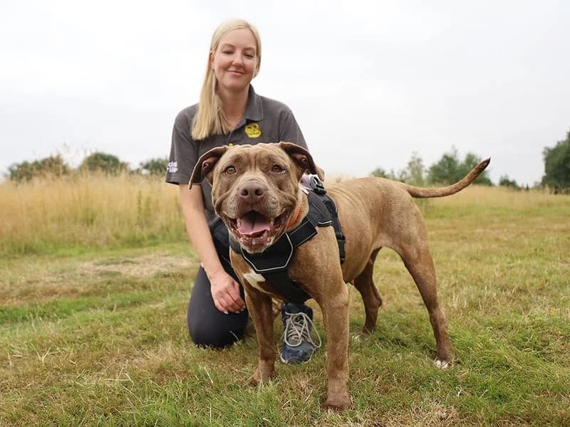 Sasha, female 4yo English Bulldog for adoption at Dogs Trust Leeds, Leeds