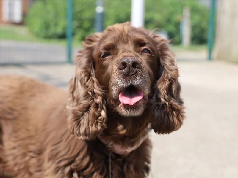 Honey, female senior Cocker Spaniel for adoption at Dogs Trust Leeds, Leeds