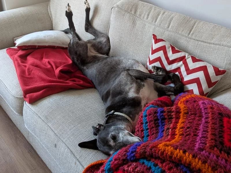 Diva, Greyhound (Dogs Trust Leeds)