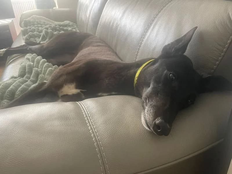 Murphy, female 4yo Greyhound for adoption at Dogs Trust Leeds, Leeds