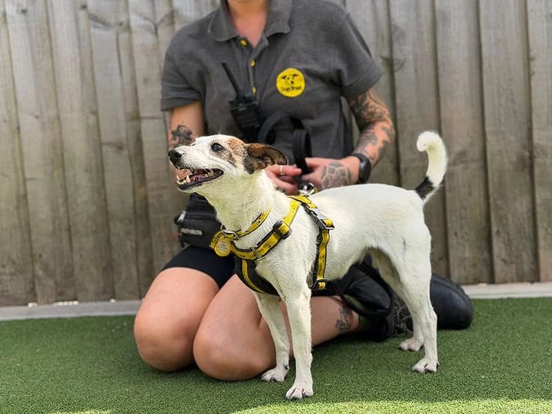 Maisie, female senior Jack Russell Terrier for adoption at Dogs Trust Leeds, Leeds