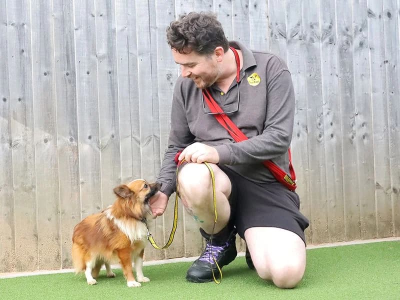 Selma, female 4yo Pomeranian for adoption at Dogs Trust Leeds, Leeds