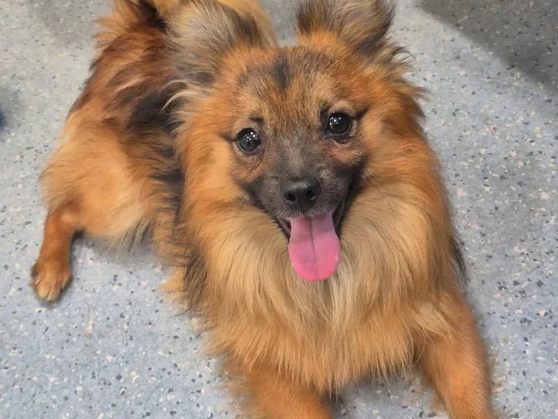 Lenny, male 4yo Pomeranian for adoption at Dogs Trust Leeds, Leeds