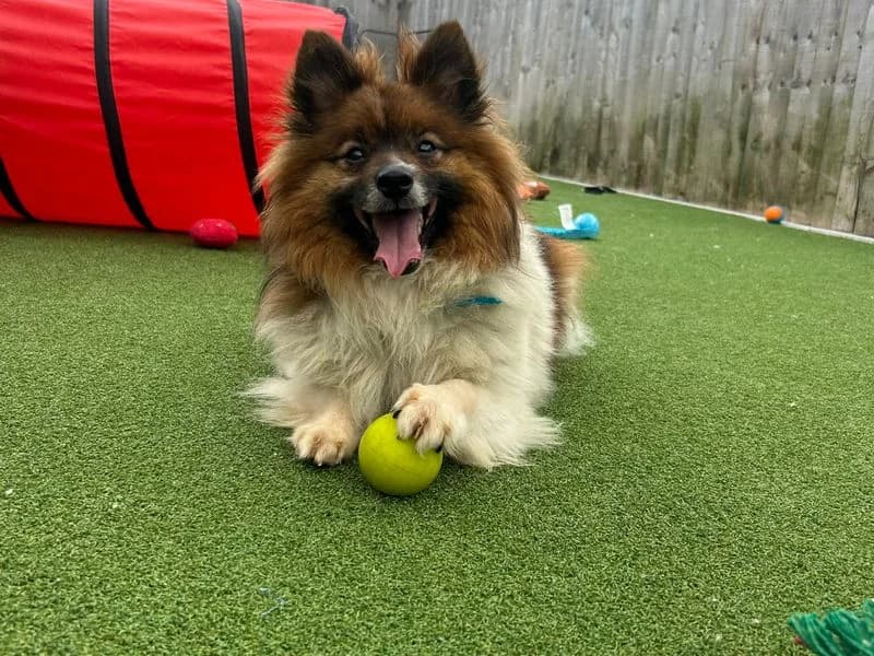 Archie, male 6yo Pomeranian for adoption at Dogs Trust Leeds, Leeds