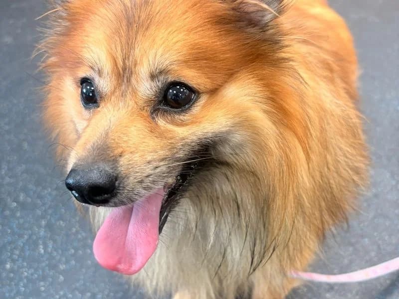 Mo, male 5yo Pomeranian for adoption at Dogs Trust Leeds, Leeds