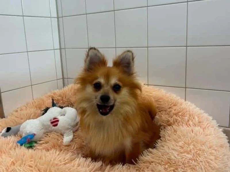 Lisa, female 4yo Pomeranian for adoption at Dogs Trust Leeds, Leeds