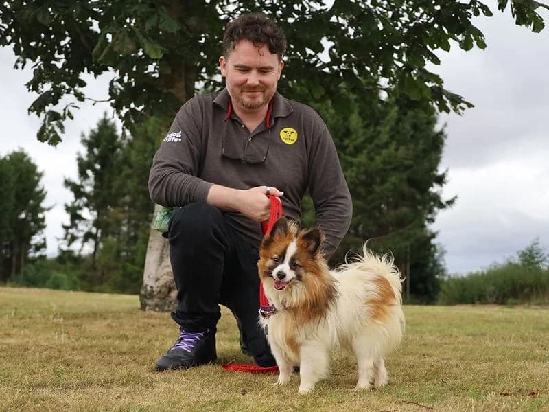 Marge, female 3yo Pomeranian for adoption at Dogs Trust Leeds, Leeds