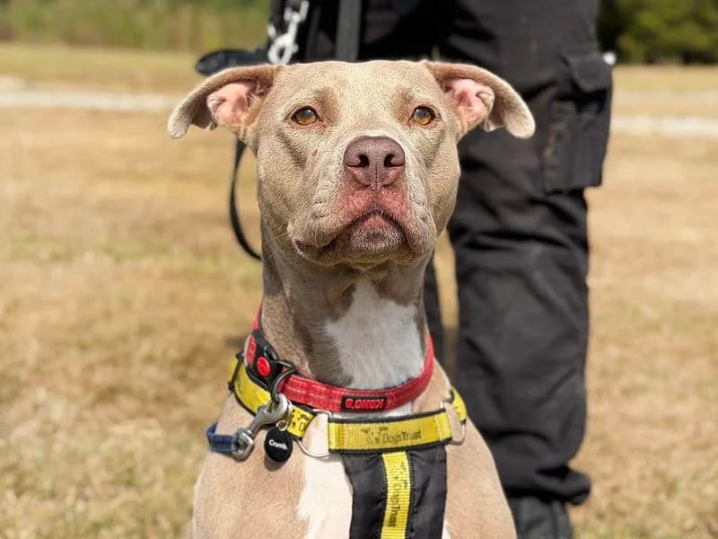 Coco, female young Staffordshire Bull Terrier for adoption at Dogs Trust Leeds, Leeds