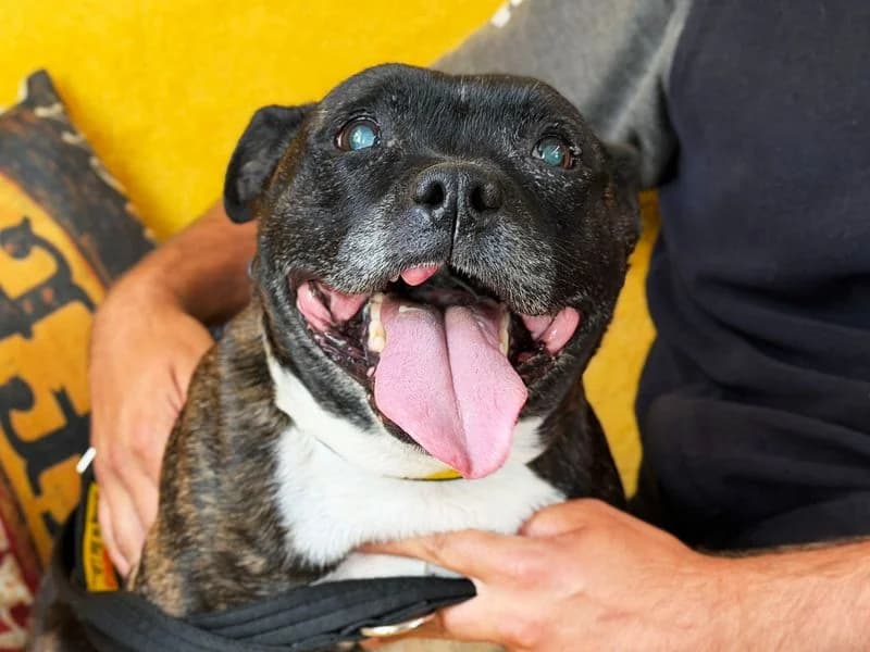Izzy, female senior Staffordshire Bull Terrier for adoption at Dogs Trust Leeds, Leeds