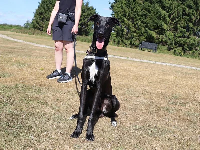 Raffy, male young Lurcher for adoption at Dogs Trust Leeds, Leeds