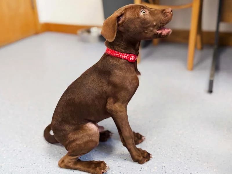 Couscous, male puppy mixed breed for adoption at Dogs Trust Leeds, Leeds