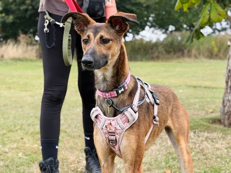 Dollie, female young mixed breed for adoption at Dogs Trust Leeds, Leeds