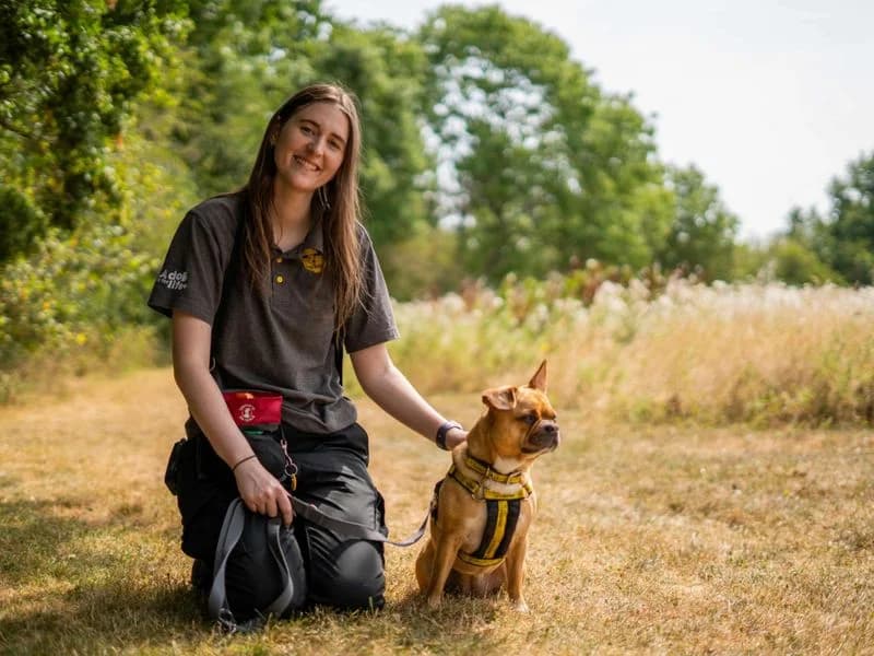 Nala, female 4yo English Bulldog for adoption at Dogs Trust Newbury, Newbury