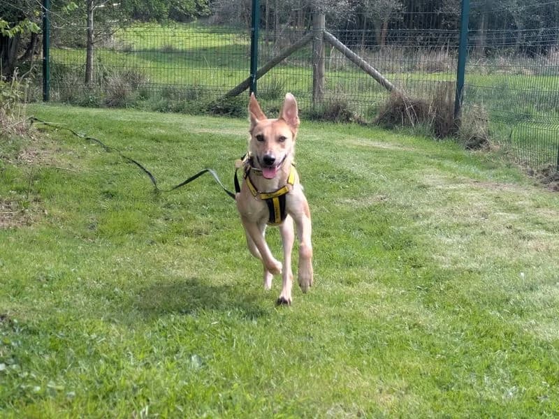Trigger, male young mixed breed for adoption at Dogs Trust Newbury, Newbury