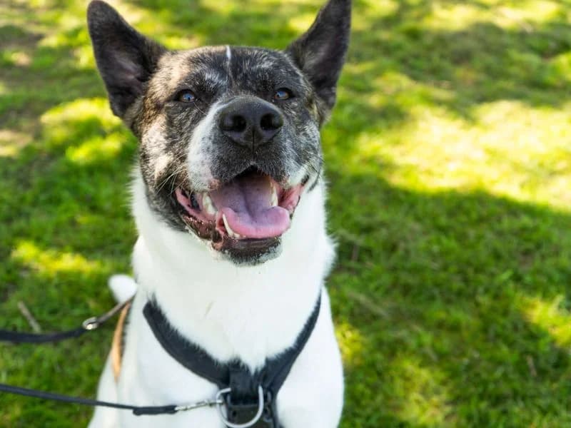 Hugo, male young Akita for adoption at Dogs Trust Newbury, Newbury