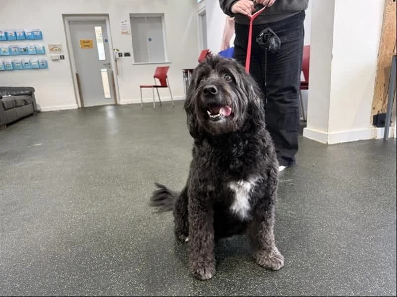 Maisie, female senior Border Collie for adoption at Dogs Trust Newbury, Newbury