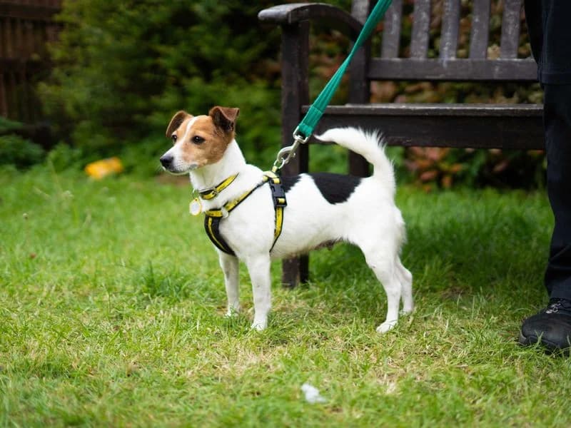 Elsa, female senior Jack Russell Terrier for adoption at Dogs Trust Newbury, Newbury