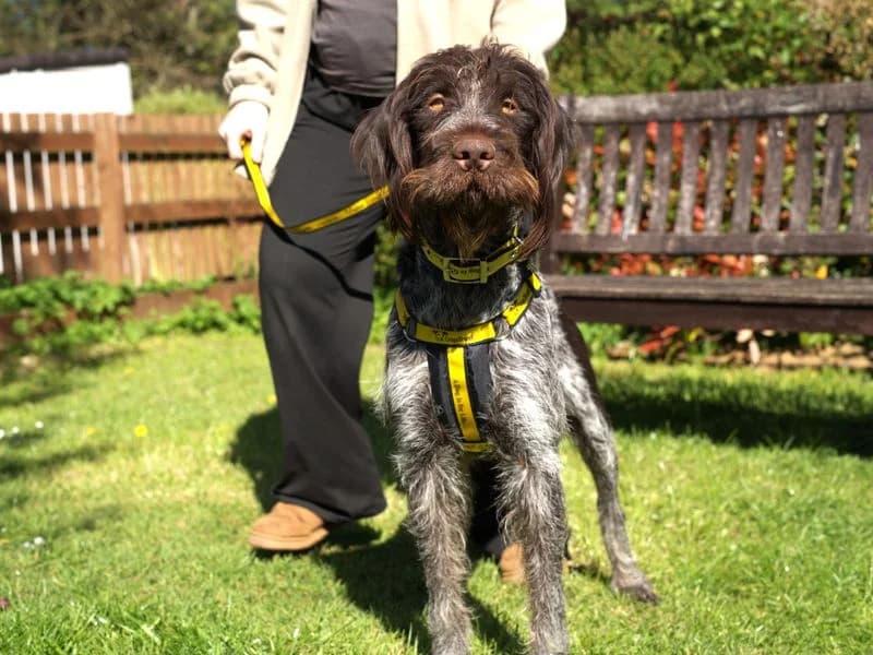 Henry, male 3yo Pointer for adoption at Dogs Trust Newbury, Newbury