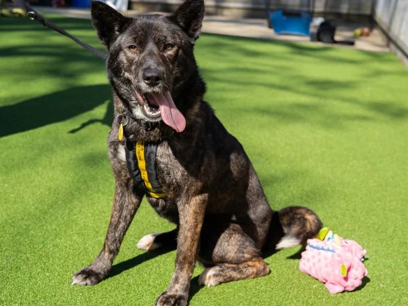 Beau, female 4yo Akita for adoption at Dogs Trust Newbury, Newbury
