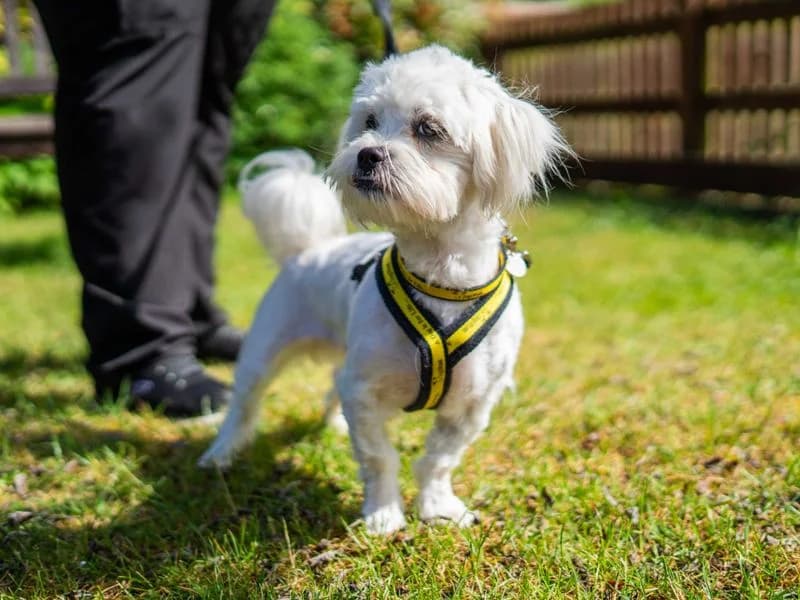 Basmati, male puppy Shih Tzu for adoption at Dogs Trust Newbury, Newbury