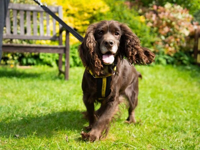 Pixie, female 5yo Cocker Spaniel for adoption at Dogs Trust Newbury, Newbury