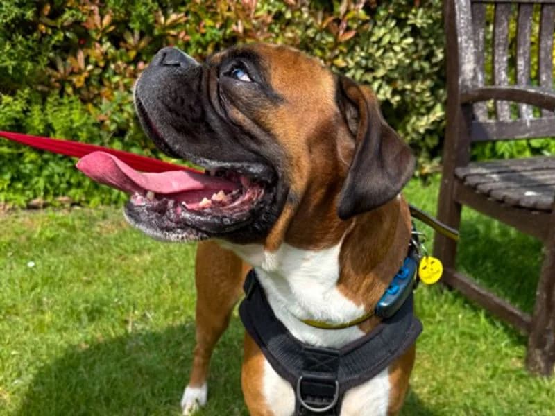 Arthur, male 4yo mixed breed for adoption at Dogs Trust Newbury, Newbury