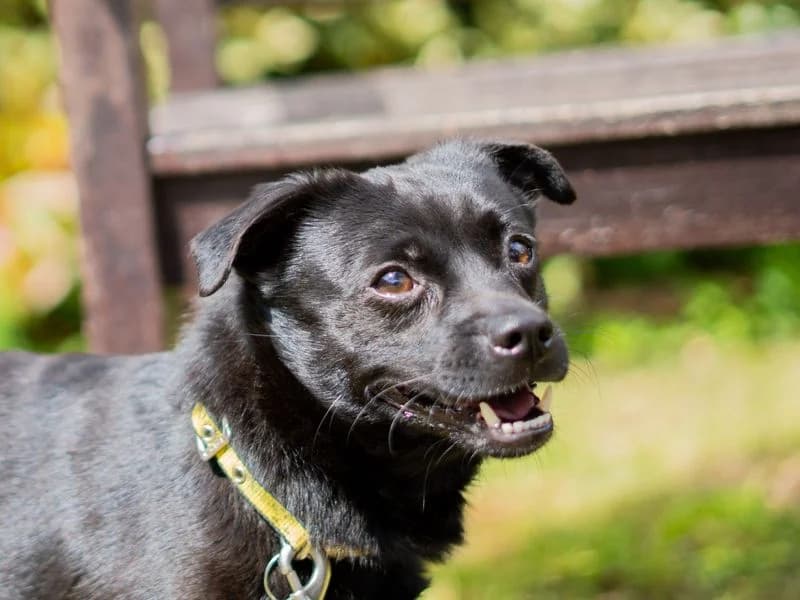 Biscuit, male 3yo mixed breed for adoption at Dogs Trust Newbury, Newbury