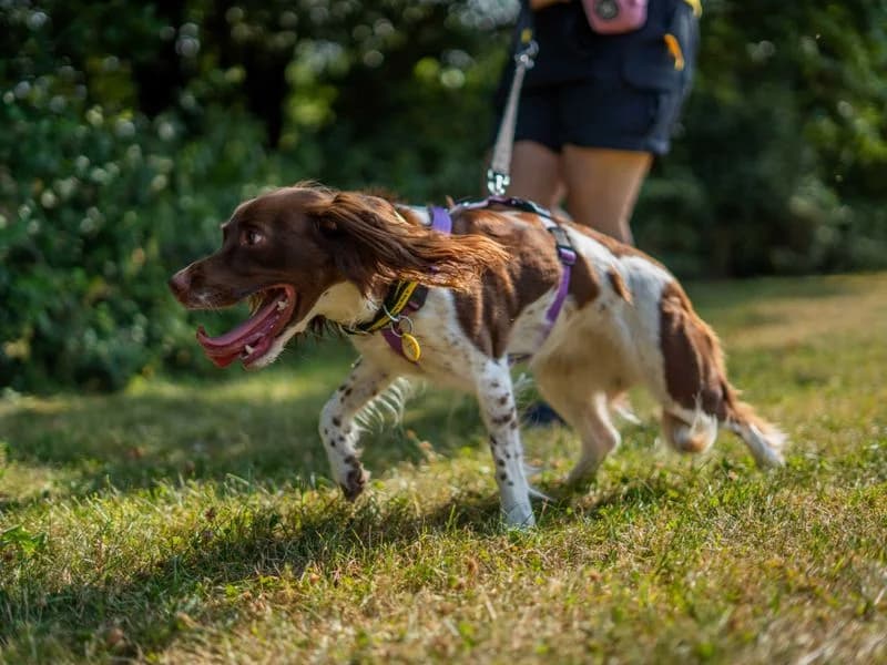 Sadie, female 4yo mixed breed for adoption at Dogs Trust Newbury, Newbury