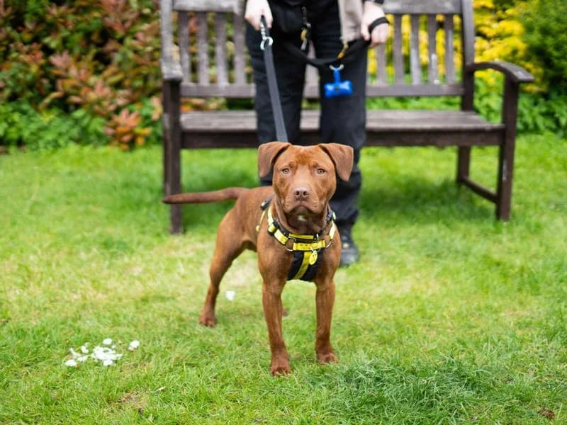 Bruno, male puppy Staffordshire Bull Terrier for adoption at Dogs Trust Newbury, Newbury