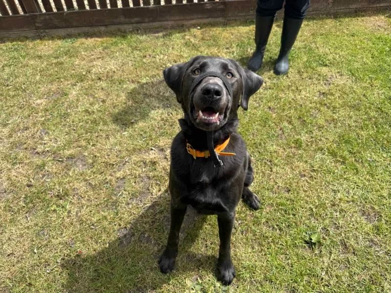 Reggie, Labrador Retriever (Dogs Trust Newbury)