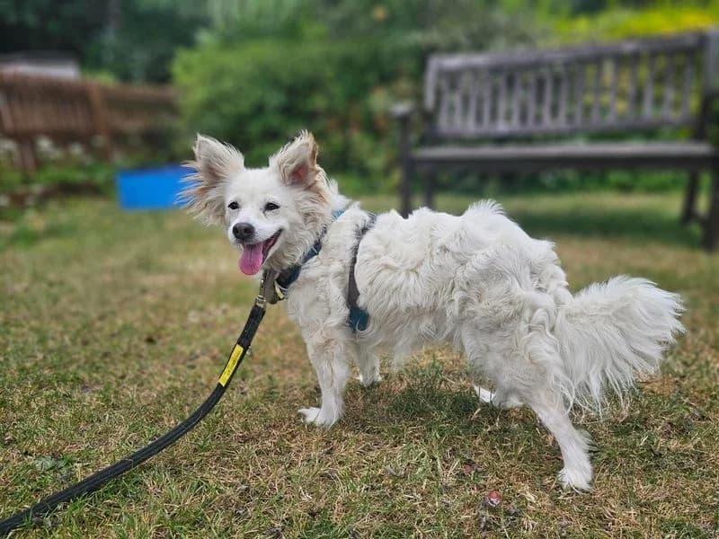 Lucy, female senior Chihuahua for adoption at Dogs Trust Newbury, Newbury