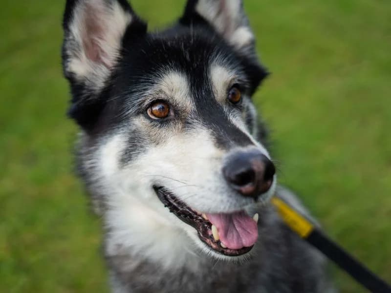 Cali, female senior Husky for adoption at Dogs Trust Newbury, Newbury
