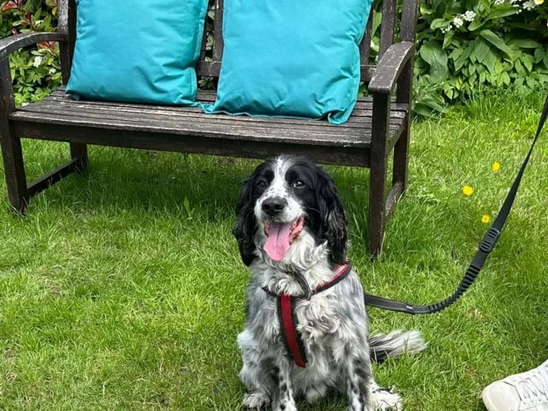 Rio, male senior mixed breed for adoption at Dogs Trust Newbury, Newbury