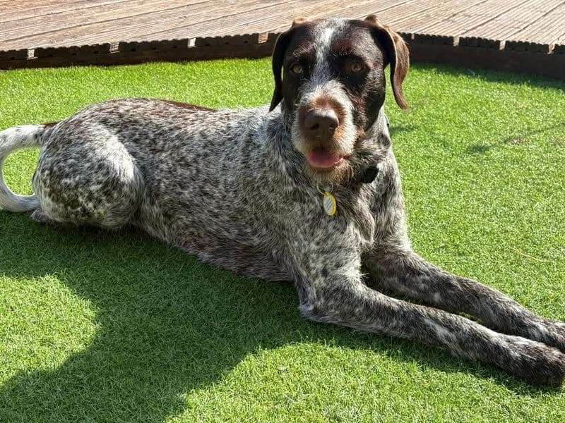 Rosie, female 5yo Pointer for adoption at Dogs Trust Newbury, Newbury