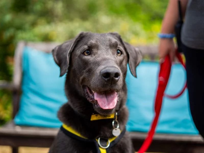 Dash, male young Labrador Retriever for adoption at Dogs Trust Newbury, Newbury