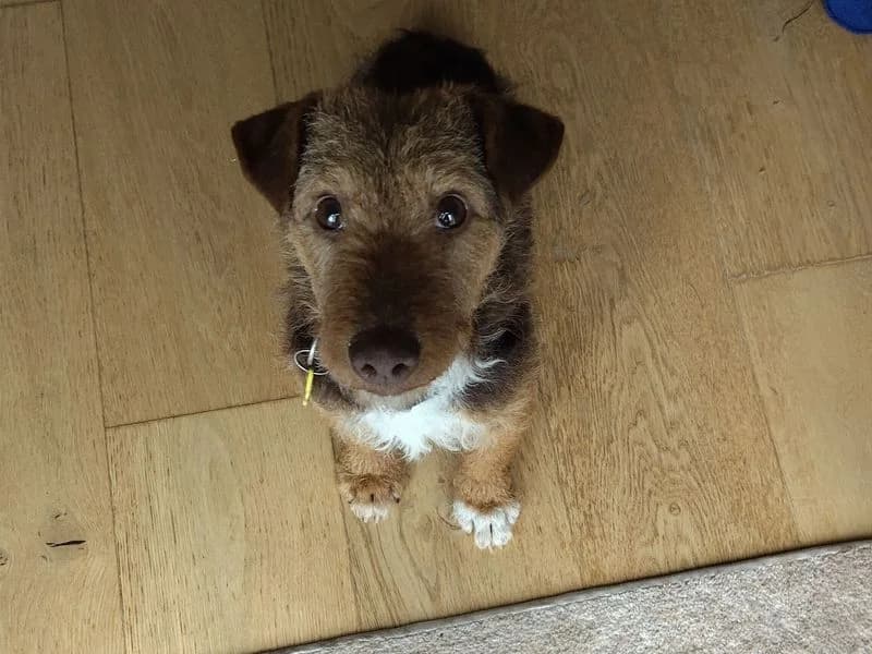 Duke, male 5yo mixed breed for adoption at Dogs Trust Newbury, Newbury