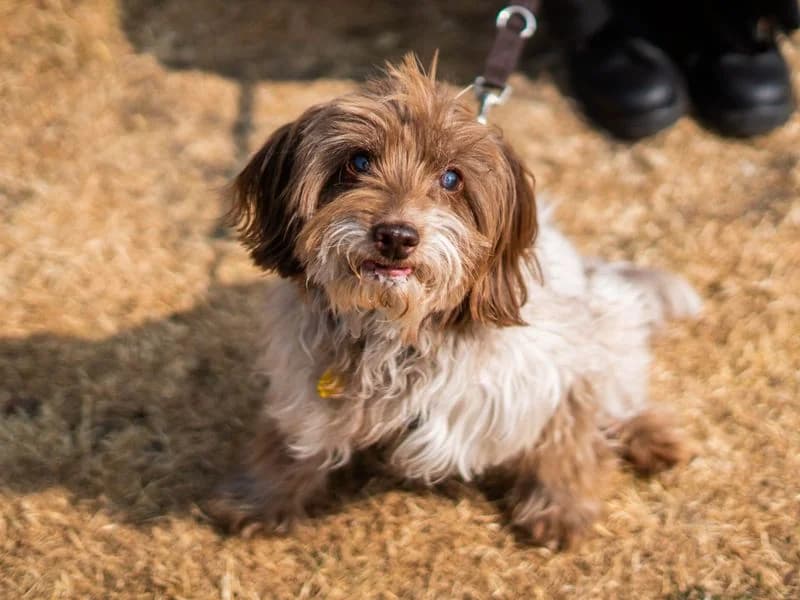 Freya, female senior Cocker Spaniel for adoption at Dogs Trust Newbury, Newbury