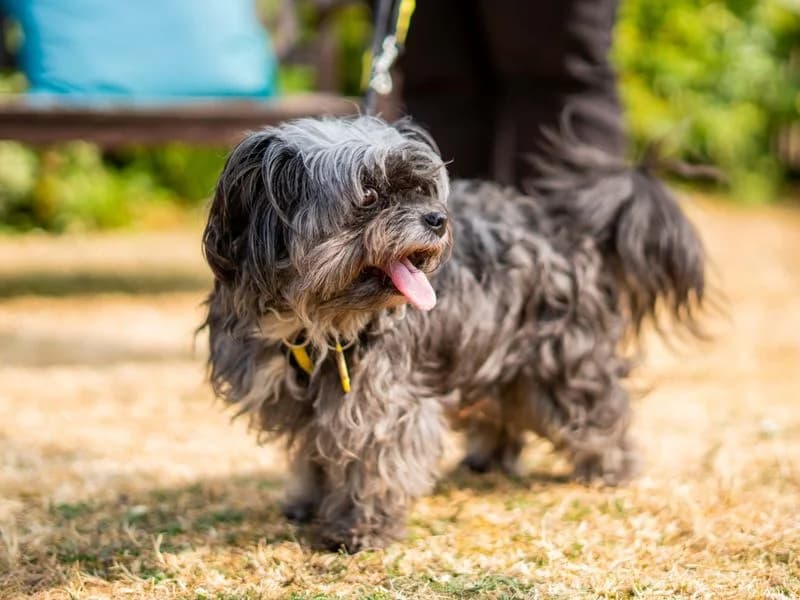 Tilda, female senior Cocker Spaniel for adoption at Dogs Trust Newbury, Newbury