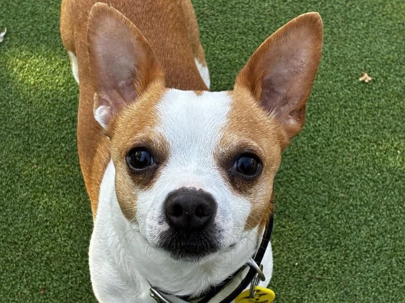 Domino, male 7yo Jack Russell Terrier for adoption at Dogs Trust Newbury, Newbury