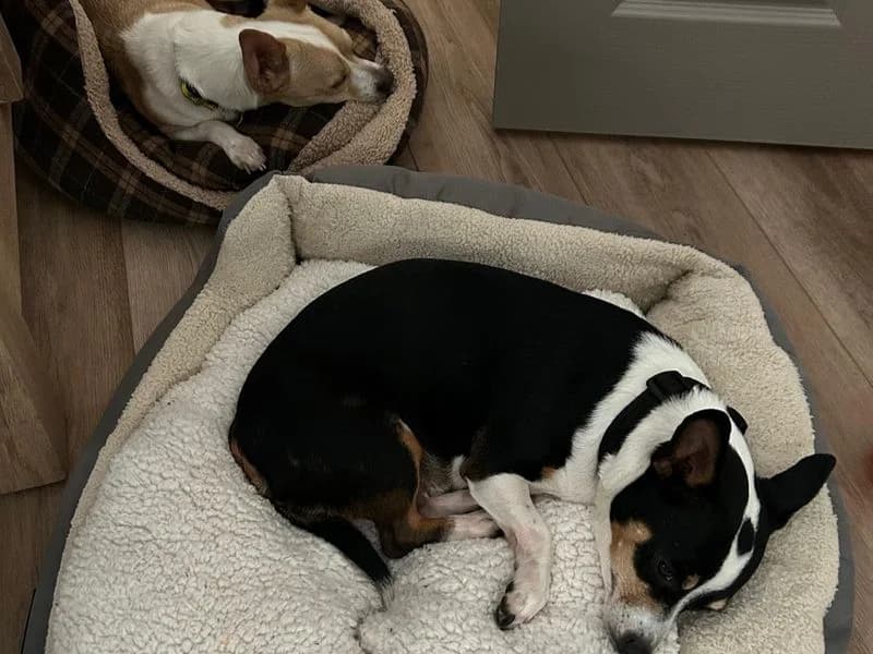 Dobby, male 7yo Jack Russell Terrier for adoption at Dogs Trust Newbury, Newbury