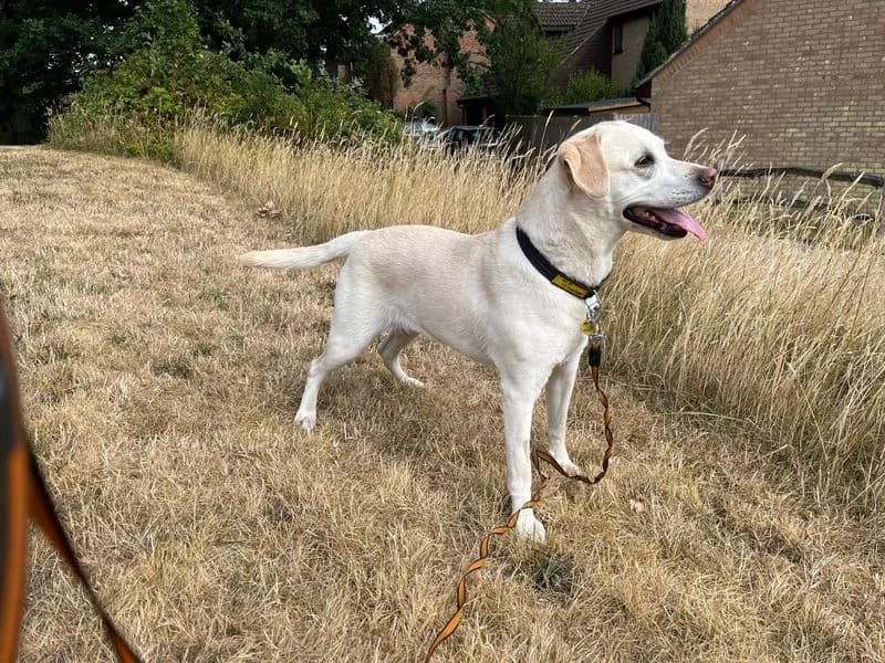 Molly, female senior Labrador Retriever for adoption at Dogs Trust Newbury, Newbury