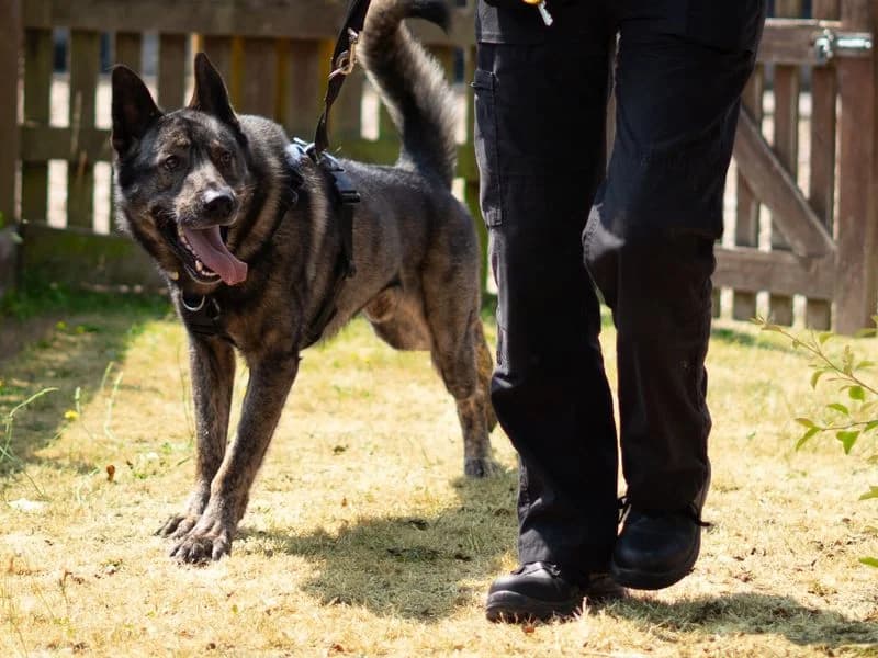 Dublin, male 3yo Husky for adoption at Dogs Trust Newbury, Newbury