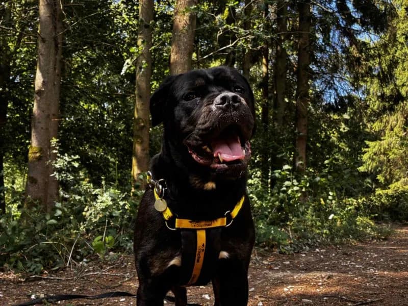 Delores, female young Rottweiler for adoption at Dogs Trust Newbury, Newbury