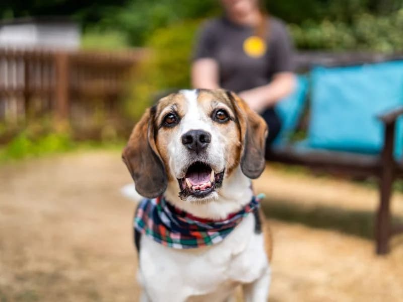 Alphie, male 7yo Beagle for adoption at Dogs Trust Newbury, Newbury