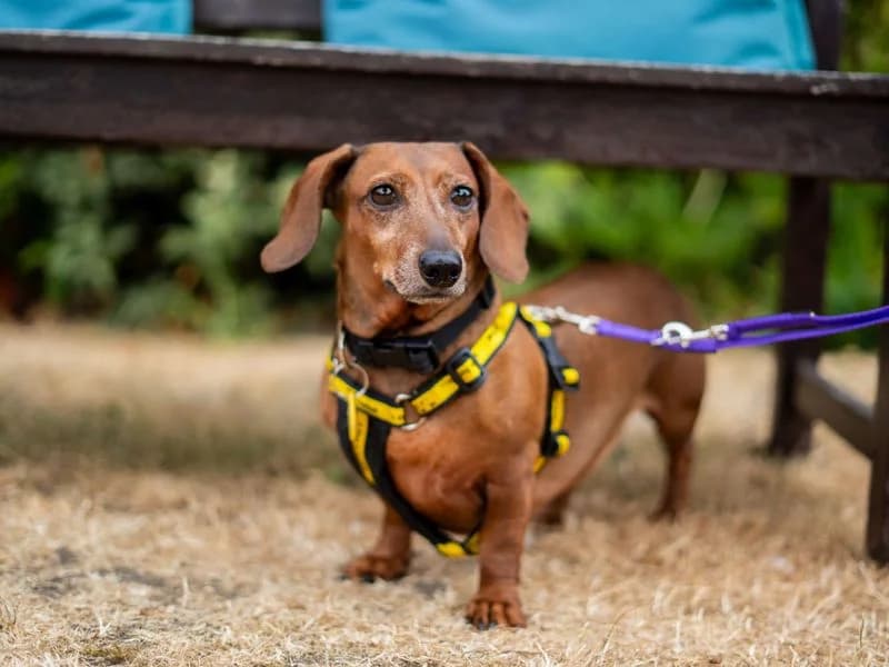 Penny, female 5yo mixed breed for adoption at Dogs Trust Newbury, Newbury