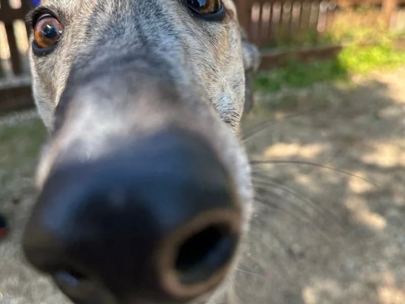Mario, male 5yo Greyhound for adoption at Dogs Trust Newbury, Newbury