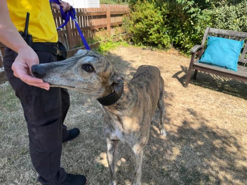Mario, male 5yo Greyhound for adoption at Dogs Trust Newbury, Newbury