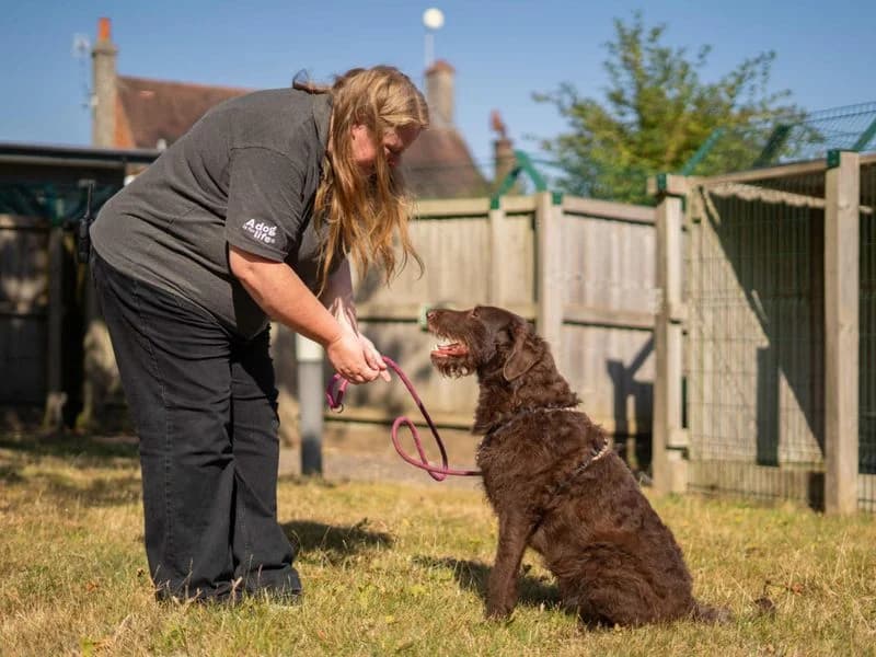 Coco, female young Labrador Retriever for adoption at Dogs Trust Newbury, Newbury