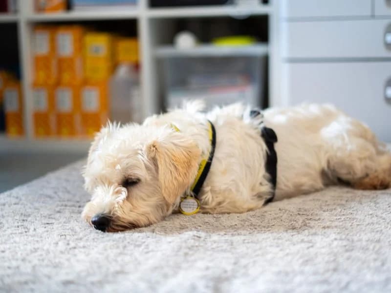 Snowy, female 3yo Mixed Breed for adoption at Dogs Trust Newbury, Newbury