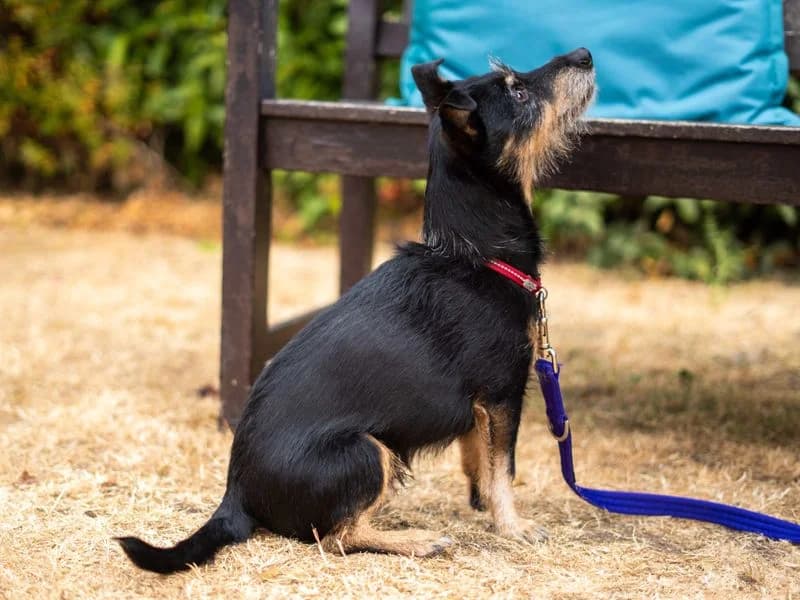 Alfie, male senior Jack Russell Terrier for adoption at Dogs Trust Newbury, Newbury